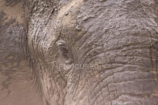 Африканский слон, Safari Lodge в Аратусе — стоковое фото