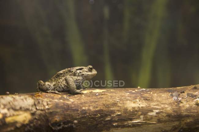 Toad On A Log — Stock Photo