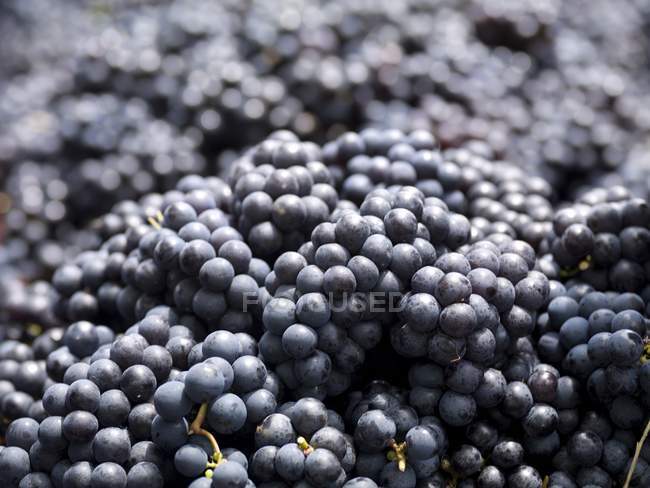 Manojos de uvas apiladas - foto de stock