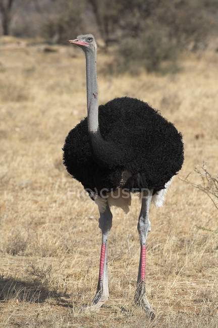 Синій шиєю страуса — стокове фото