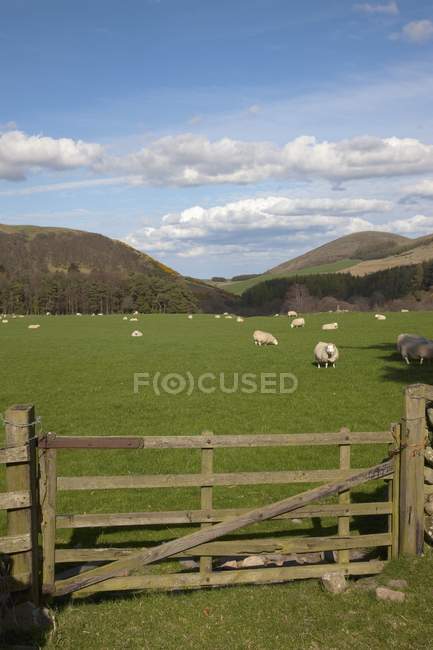 Sheep In The Pasture with fence — Stock Photo