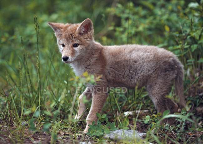 Chiot coyote dans l'herbe haute — Photo de stock