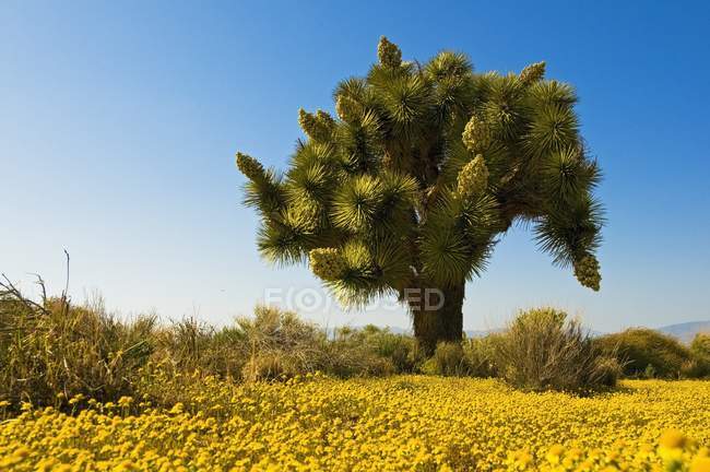 Joshúa árbol en mojave desierto - foto de stock