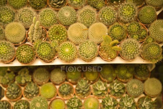 Cacti que põe em prateleiras — Fotografia de Stock