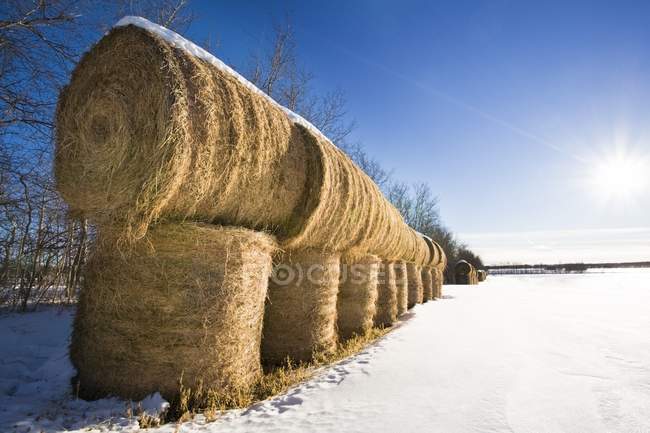 Bales Of Hay in winter field — Stock Photo