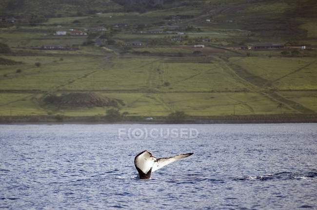 Хвост кита на поверхности воды — стоковое фото