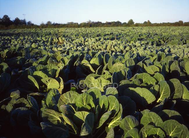 County Meath, Ireland, Cabbages — Stock Photo