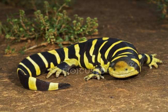 Техас заборонили тигр саламандра — стокове фото