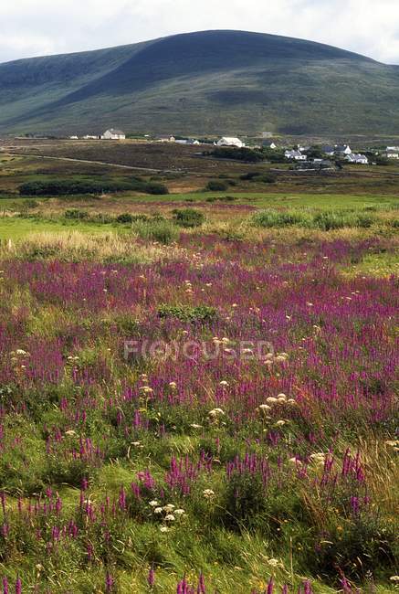 Achill island, irland — Stockfoto