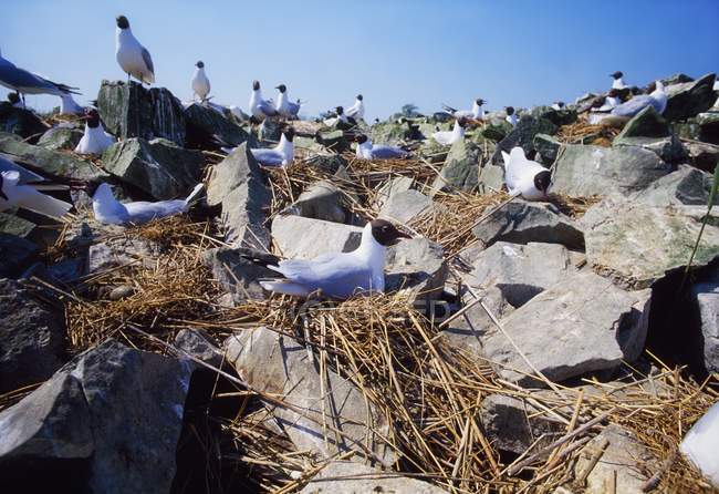 Black Headed Gulls — Stock Photo