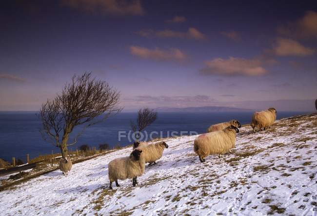 Irlanda, ovejas en la nieve - foto de stock