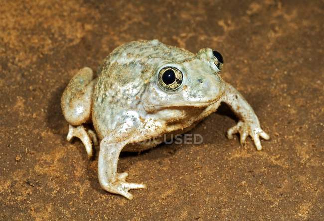 Рівнини Ковганки жаба — стокове фото