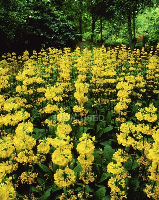 Campo de flores amarelas — Fotografia de Stock