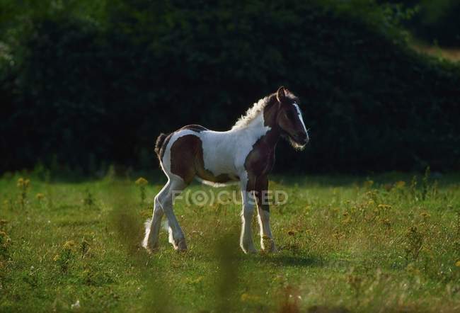 Дикий пони на поле — стоковое фото