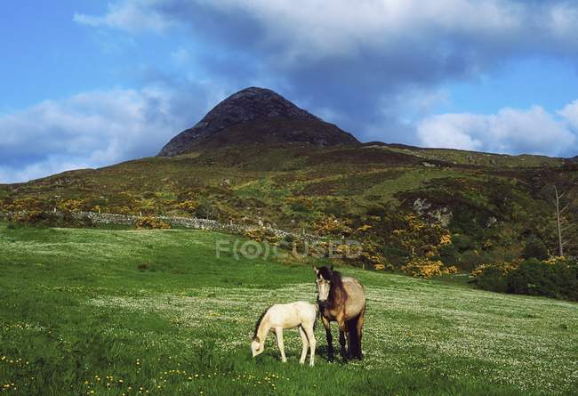 Pferde im Diamantenhügel — Stockfoto
