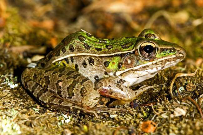 A Southern Leopard Frog — Stock Photo