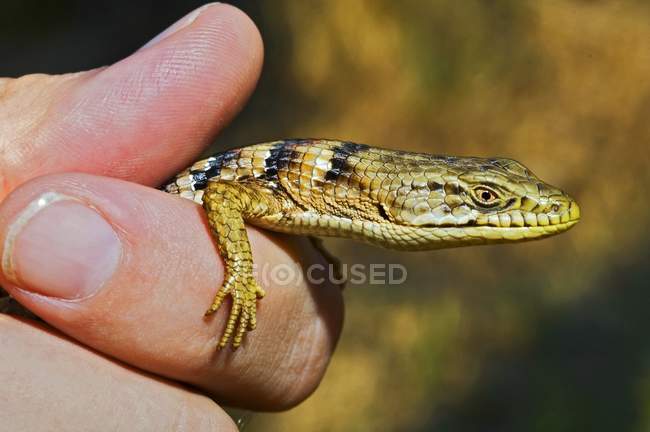 Southern Alligator Lizard Being Held — Stock Photo