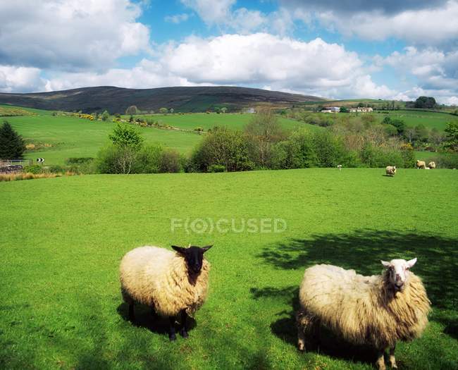 Sperrin гори, овець — стокове фото
