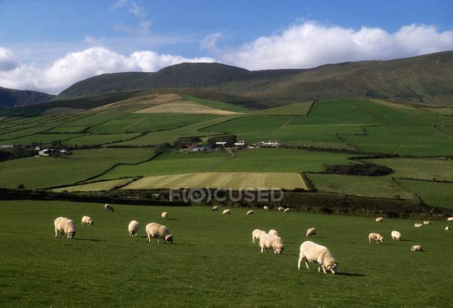 Pecore, penisola di Dingle, Co Kerry — Foto stock