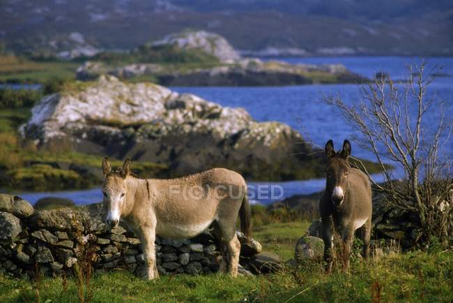 Donkeys grasing on green grass — Stock Photo