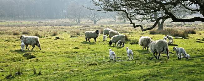 Sheep Grazing In A Pasture — Stock Photo