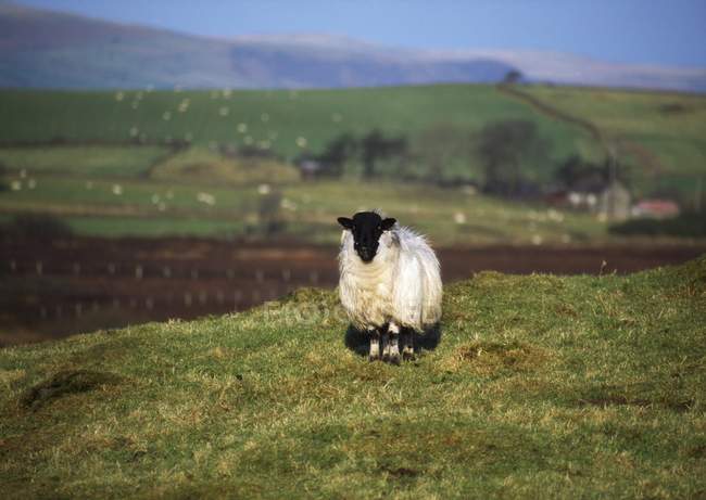 Шотландские черномордые овцы на холме — стоковое фото