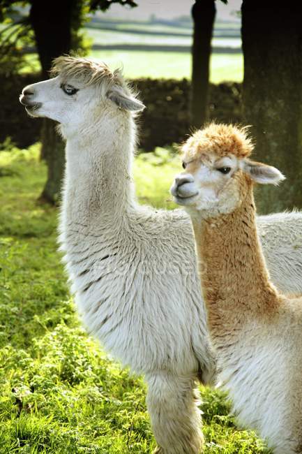 Pair Of Alpacas standing on grass — Stock Photo