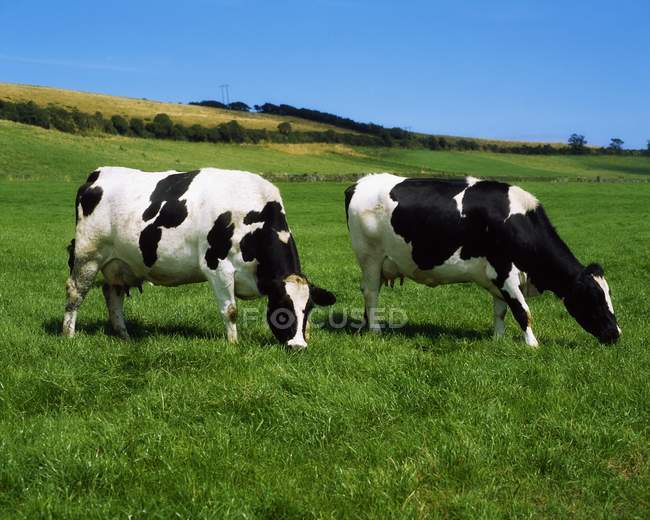 Bovinos leiteiros em County Cork — Fotografia de Stock