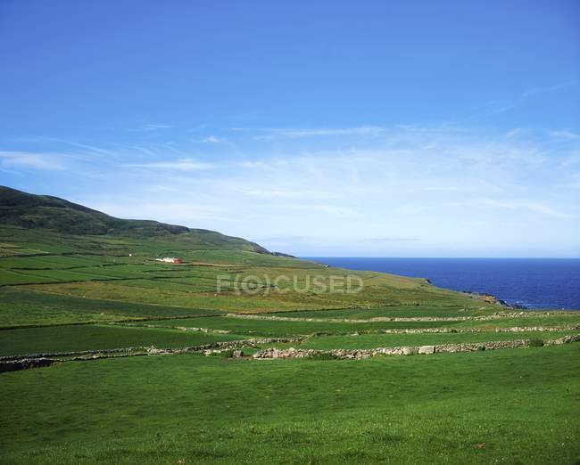 Вид на зеленое поле — стоковое фото