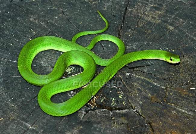 Serpiente verde brillante - foto de stock