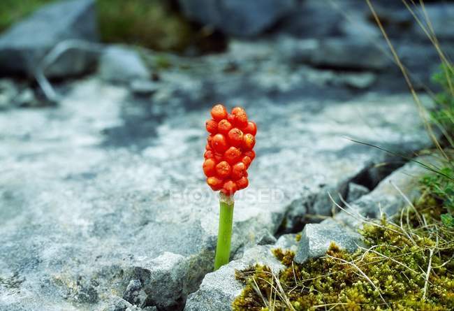 Wildflower Blooming In Crevice — Stock Photo
