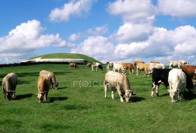 Charolais Cattle grazing — Stock Photo
