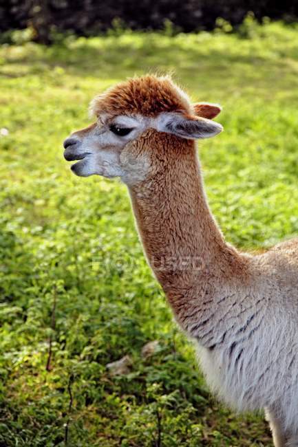 Retrato de una alpaca sobre hierba - foto de stock