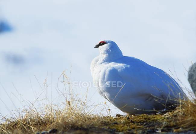 Lagune en plumage d'hiver — Photo de stock