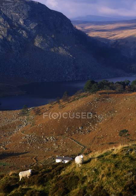 Овцы в горах Уиклоу — стоковое фото