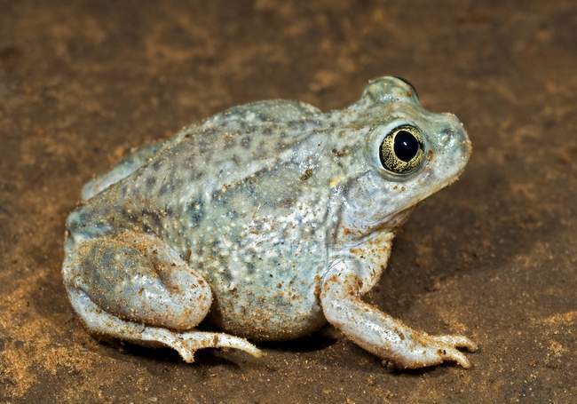A Plains Spadefoot Toad — Stock Photo