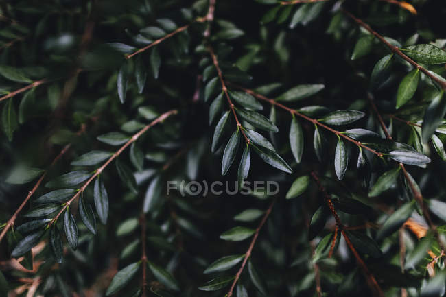 View of tree twigs with green leaves with blurred background — Stock Photo