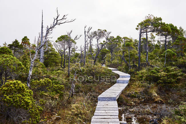 Un sentier en bois à travers un paysage forestier, parc provincial Cape Scott, île de Vancouver ; Colombie-Britannique, Canada — Photo de stock