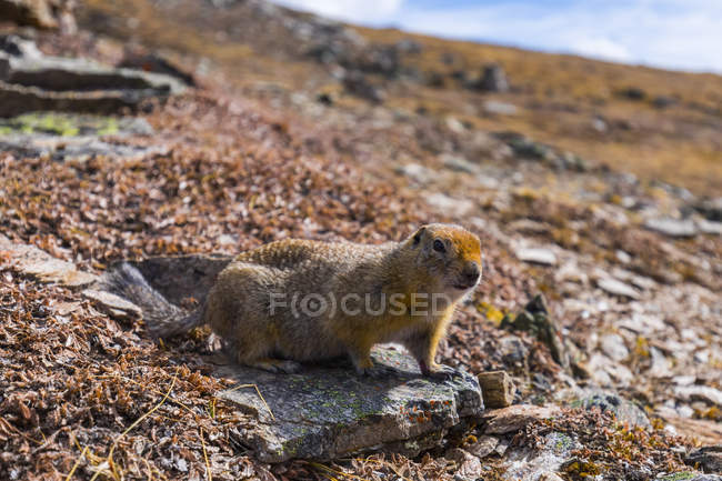 Beaver standing on small stone over field during daytime and looking to camera — Stock Photo