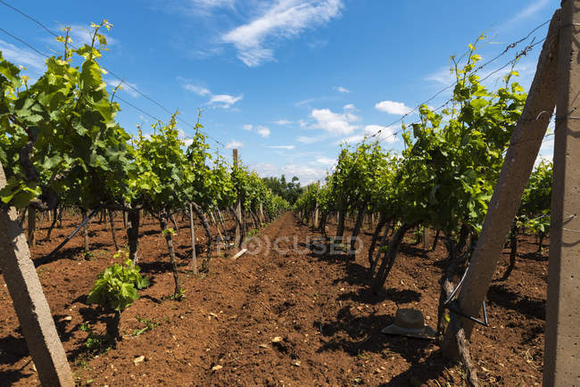 Виноградник на сельской местности; Меджугорье, Босния и Герцеговина — стоковое фото