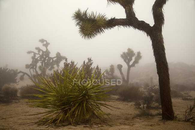 Desert Landscape with Joshua Trees (Yucca Brevifolia), Yucca Plants, Cholla Cactus (Cylindropuntia) and Other Plants In Winter Fog At Joshua Tree National Park; California, United States of America — стоковое фото