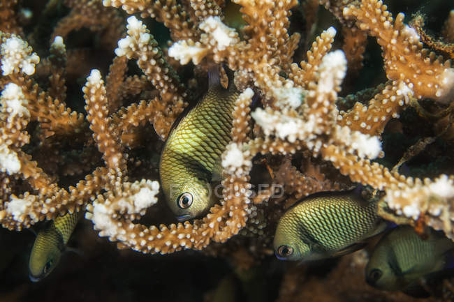 View of small green fishes hiding in sea plants underwater — Stock Photo