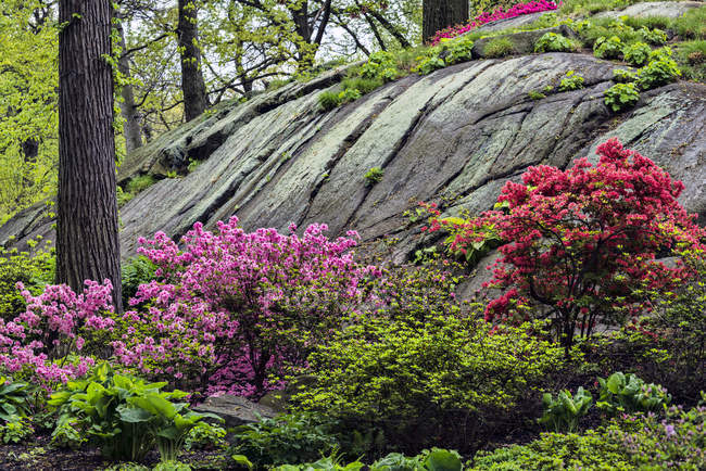 Azalea Garden, Nova Iorque; Bronx, Nova Iorque, Estados Unidos da América — Fotografia de Stock