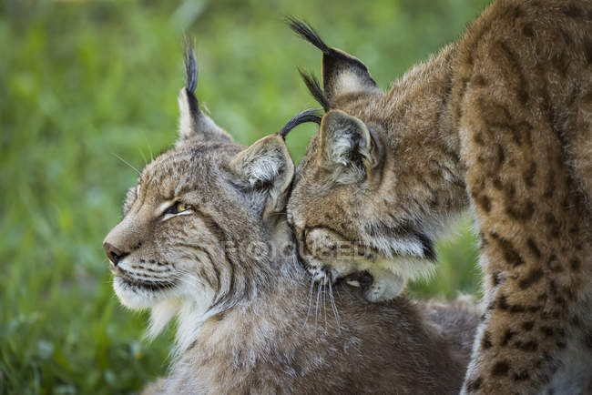 One lynx touching by head back of another one during daytime — Stock Photo