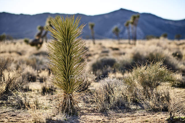 Juveniler Joschua-Baum (Yucca brevifolia), Joschua-Baum-Nationalpark; Kalifornien, Vereinigte Staaten von Amerika — Stockfoto
