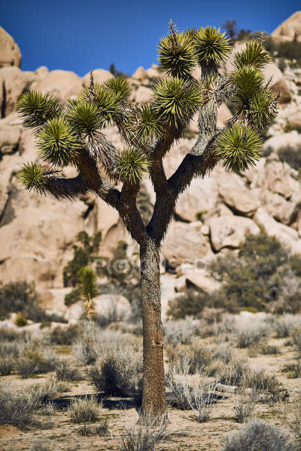 Joshua Tree (Yucca Brevifolia), Joshua Tree National Park; California, Estados Unidos de América - foto de stock