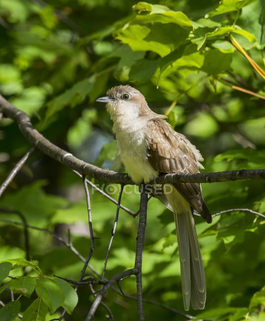 Small bird sitting on twig against green leaves during daytime — Stock Photo