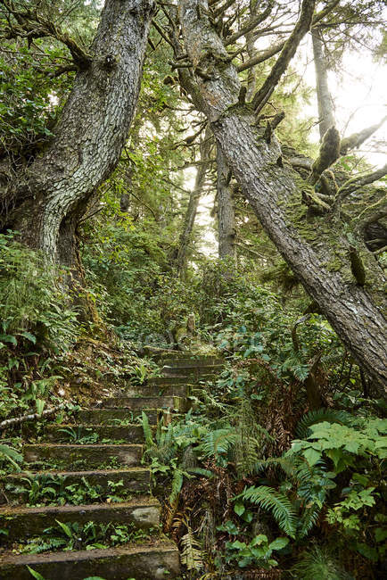 Étapes menant à une colline dans une forêt, parc provincial Cape Scott, île de Vancouver ; Colombie-Britannique, Canada — Photo de stock
