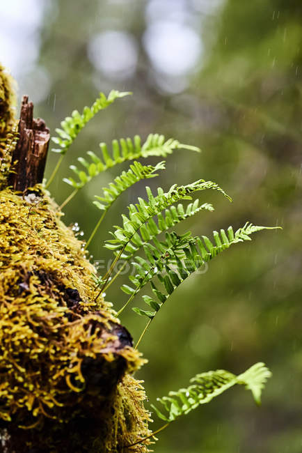 Fougères de réglisse (Polypodium Glycyrrhiza) poussant du côté d'une bille, parc provincial Cape Scott ; Colombie-Britannique, Canada — Photo de stock