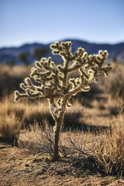 Primo piano di un cactus retroilluminato, Joshua Tree National Park; California, Stati Uniti d'America — Foto stock
